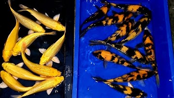 Cá Koi Cọp Vằn Độc Lạ - Combo Koi Ki utsuri