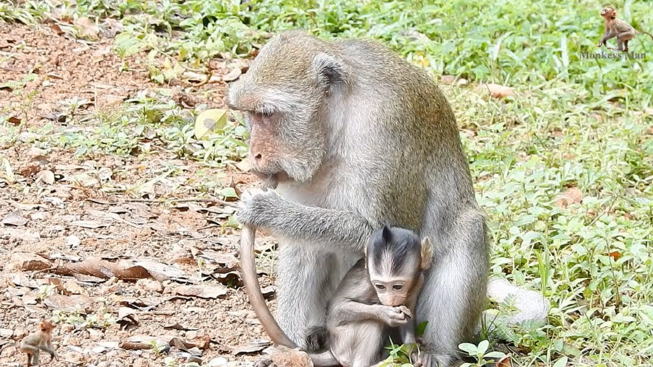 Why Mom Bite Baby Monkey's Tail, What wrong? Daily Monkeys Man 648