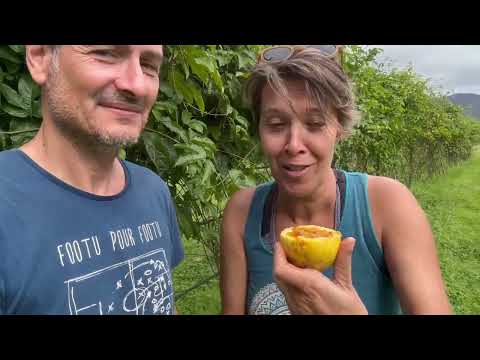 PASSION FRUIT All About Its Cultivation 