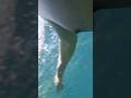 20250816阿石龍洞四季灣浮潛 #snorkeling #bear #seaswimming  #egdeswimwear