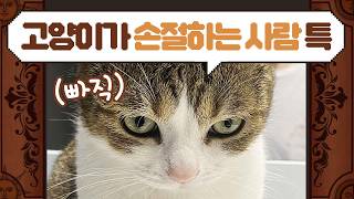 고양이 입양 직후 가장 많이 하는 실수는?ㅣ집사메이커 lv.5 by 미야옹철의 냥냥펀치 28,951 views 2 months ago 3 minutes, 28 seconds