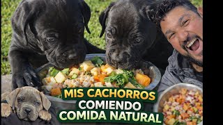 444 SEGUNDOS MIS CACHORROS PONIENDOSE LAS BOTAS
