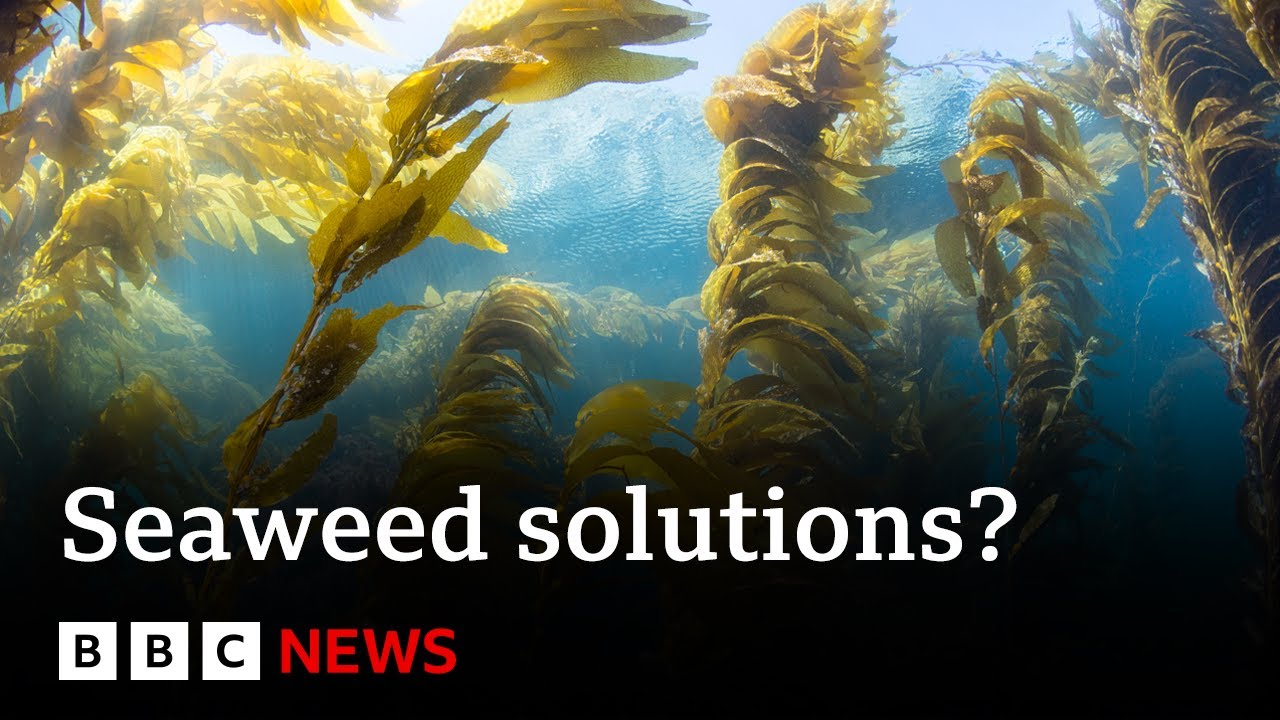 How can seaweed provide potential climate change solutions? – BBC News