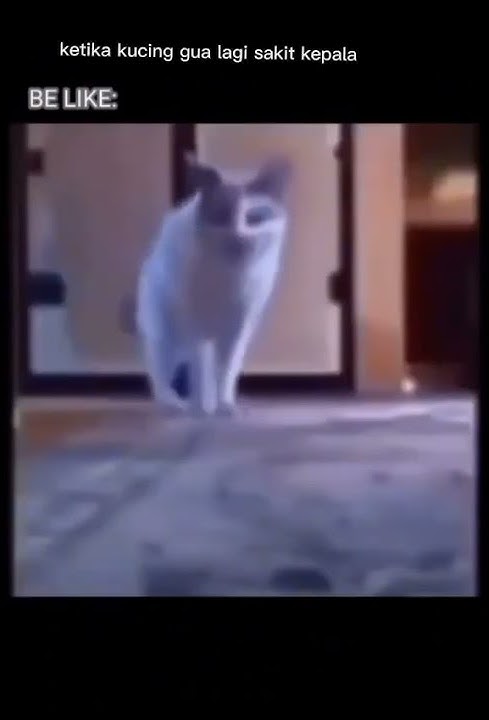 Mana paramex || Kucing Meme