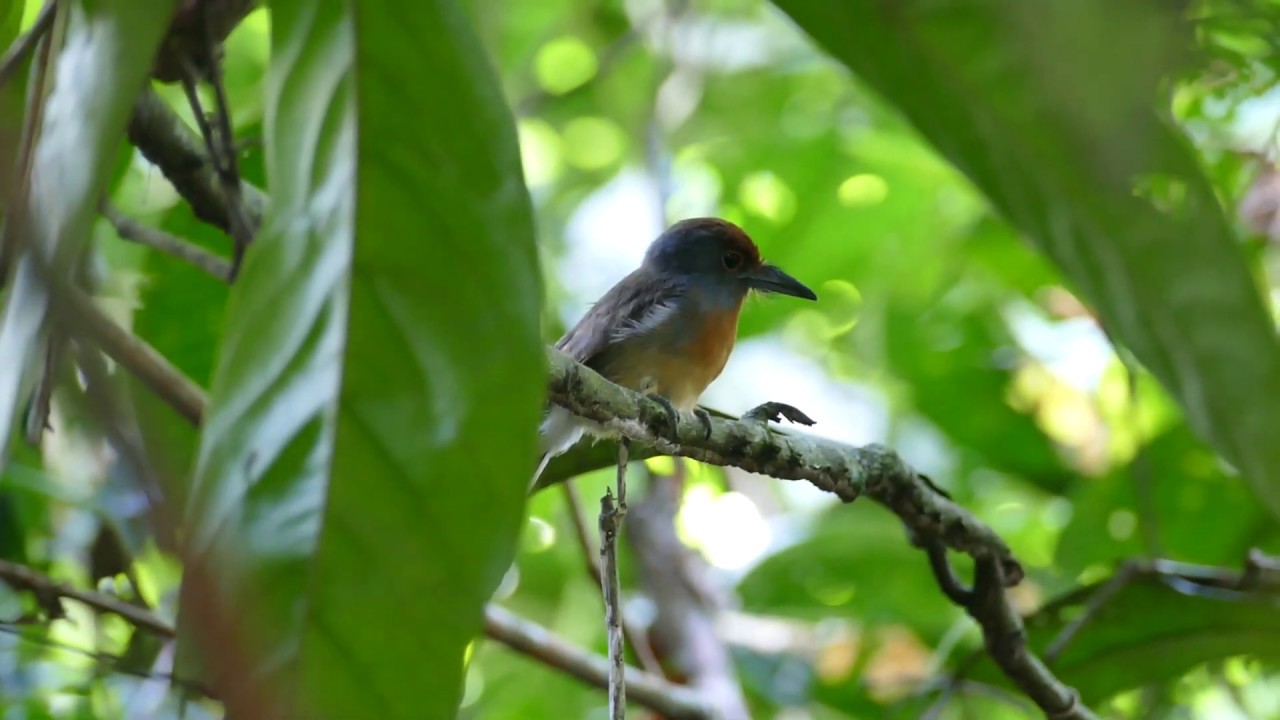 Rufous capped Nunlet