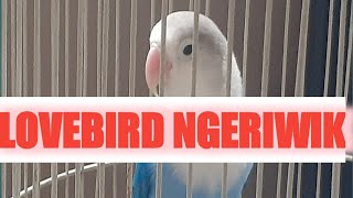LOVEBIRD NGERIWIK TERUS SETELAH DIJEMUR @tasmal
