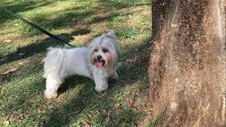 The best place in the world... A park! 🐶 by Skye Lhasa 86 views 9 months ago 12 seconds
