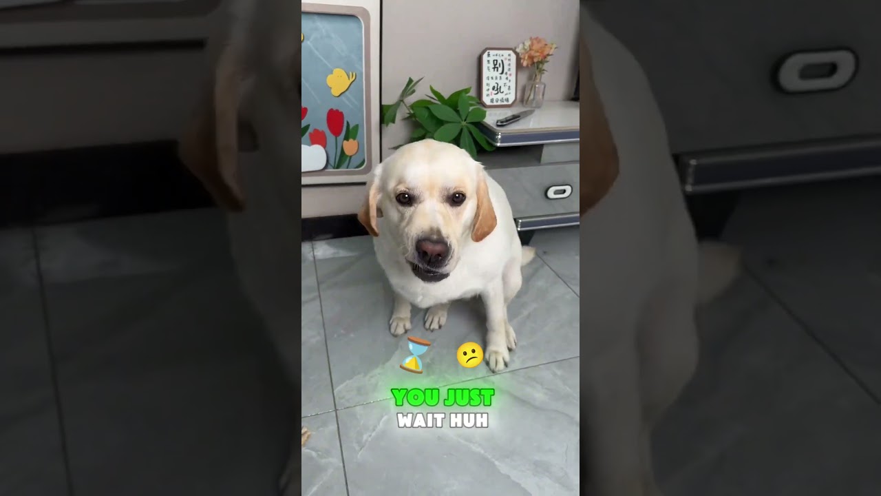 🐶🍖😤Puppy: You'd better think carefully and redistribute!! #funnypets#funny