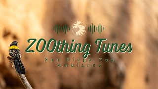 Soothing Bird Sounds to Relax/Study To | San Diego Zoo ZOOthing Tunes Nature Sounds
Soothing Bird Sounds to Relax/Study To | San Diego Zoo ZOOthing Tunes Nature Sounds Soothing Bird Sounds to Relax/Study To | San Diego Zoo ZOOthing Tunes Nature Sounds