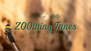 Soothing Bird Sounds to Relax/Study To | San Diego Zoo ZOOthing Tunes Nature Sounds by San Diego Zoo 12,934 views 4 months ago 44 minutes