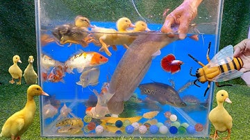 Tổng hợp các loại cá cảnh đẹp, video động vật dễ thương, vịt cute, cá trê đen, cá vàng, cá koi