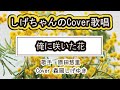 「俺に咲いた花」しげちゃんのCover歌唱 / 原田悠里・昭和57年6月発売