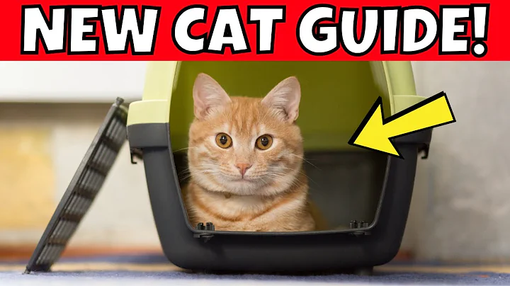 Bringing Home a Cat: The Ultimate Beginner’s Guide