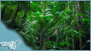 Amazon Unveiled: Exploring Earth&#39;s Lush Green Treasure