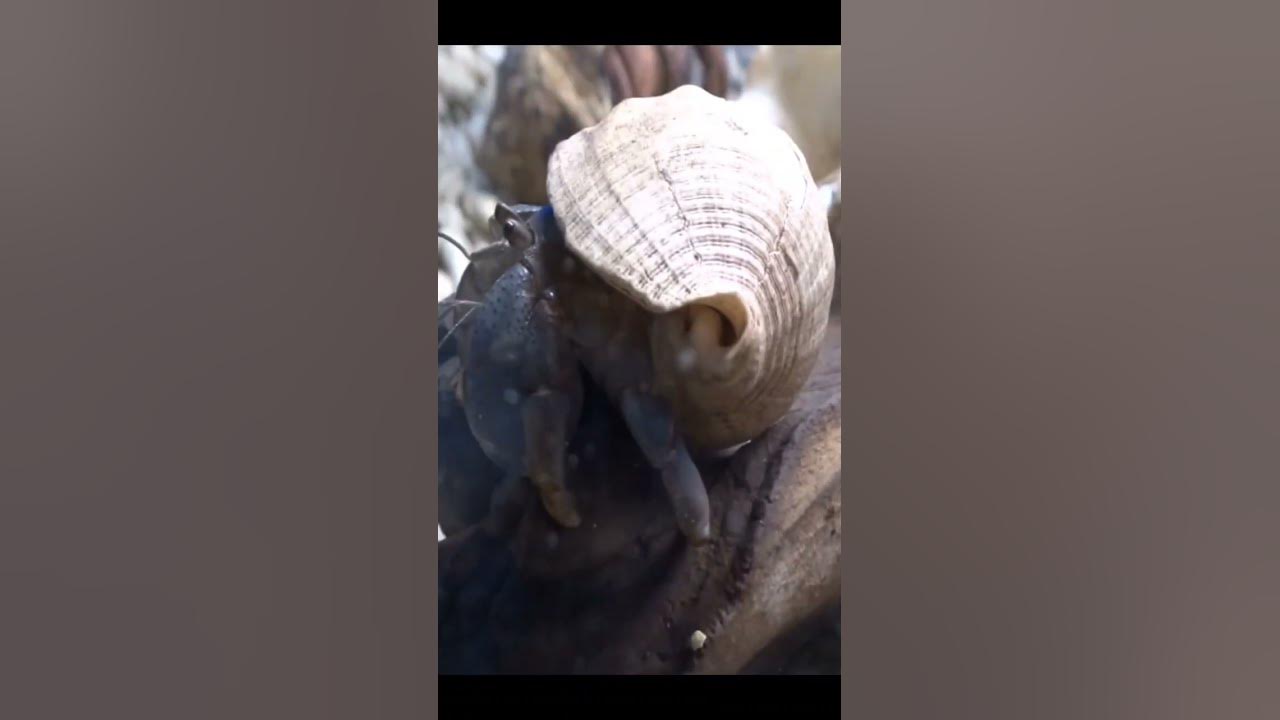 What is special about the creature do you know name the creature 
