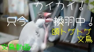只今換羽中！ トゲトゲ文鳥 換羽はつらいよ！？カイカイ桜文鳥ほーちゃん 文鳥動画