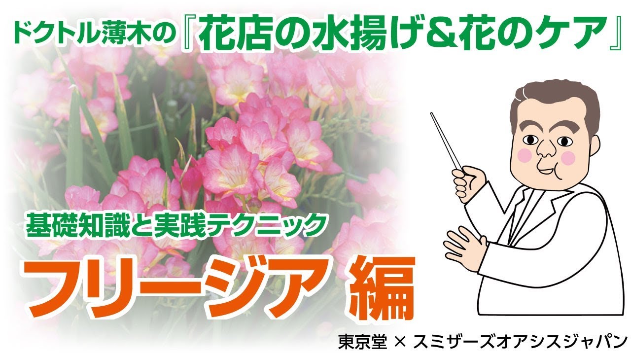 プロが教える 生花の水揚げと花のケア 花もちのコツ フリージア編 Youtube