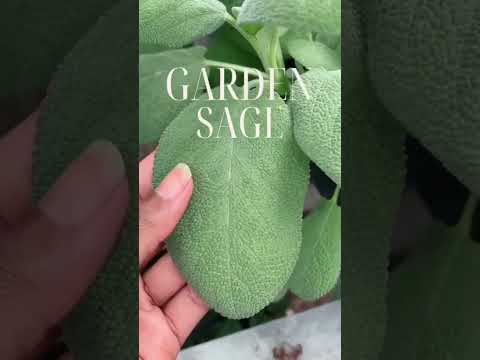 Video: Scarlet salvijas garšaugs - rūpes par sarkano salvijas augu