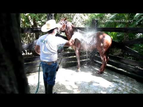 #HechoEnXcaret: Equinos | Xcaret México! Parque Ecológico en Cancún