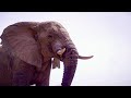 Elephants Thrive After Poaching Ban in Zakouma | Planet Earth III Behind The Scenes | BBC Earth