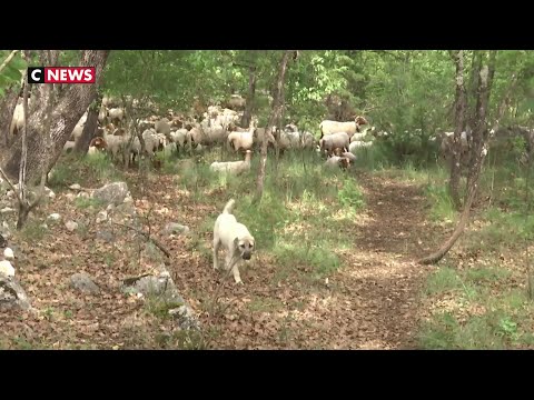 Vidéo: Une Bête Mystérieuse, Semblable à Un Croisement Entre Un Yéti Et Un Loup, A Tué 40 Vaches Pendant L'hiver à La Ferme - Vue Alternative