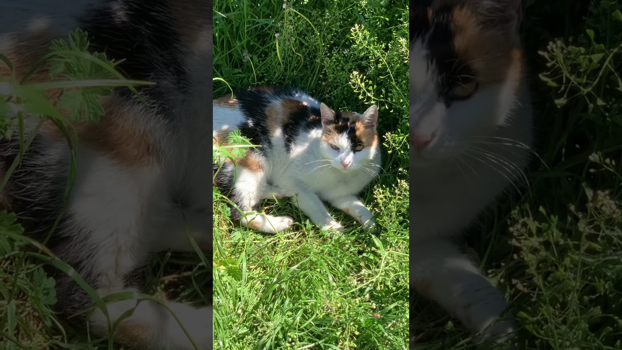 CATkada #lefkada #cat #catshorts #shorts #viral
