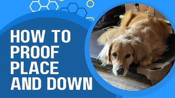 Get SOLID dog obedience. Ways to proof down stay and place command.
