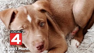 Family wants answers after beloved dog shot, killed in Chesterfield Township