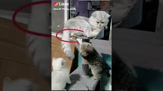 Chat Griffe Les Couilles Dun Autre Chat