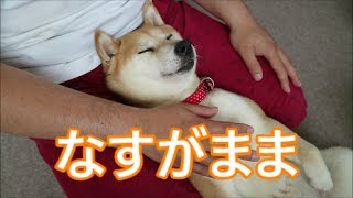 柴犬小春　仕上げはお父～さん♪歯磨きシートでゴシゴシ^^clean the teeth