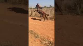 Aí tem pulo Cunhado 🏇🤠 #muladeiros #burro #rodeo #fazenda #vaqueiro #peao