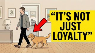 The Real Reason Your Dog Follows You Everywhere ( Most Owners Are Wrong )