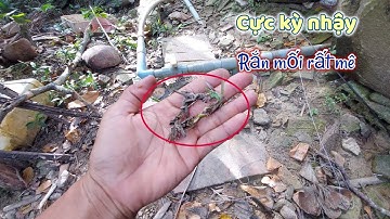 CÂU RẮN MỐI MỒI CỰC KỲ NHẬY, ĐIÊU CẤM KỴ TÂM LINH HI HỮU ÍT AI BIẾT | NHẬT KÝ CUỘC SỐNG