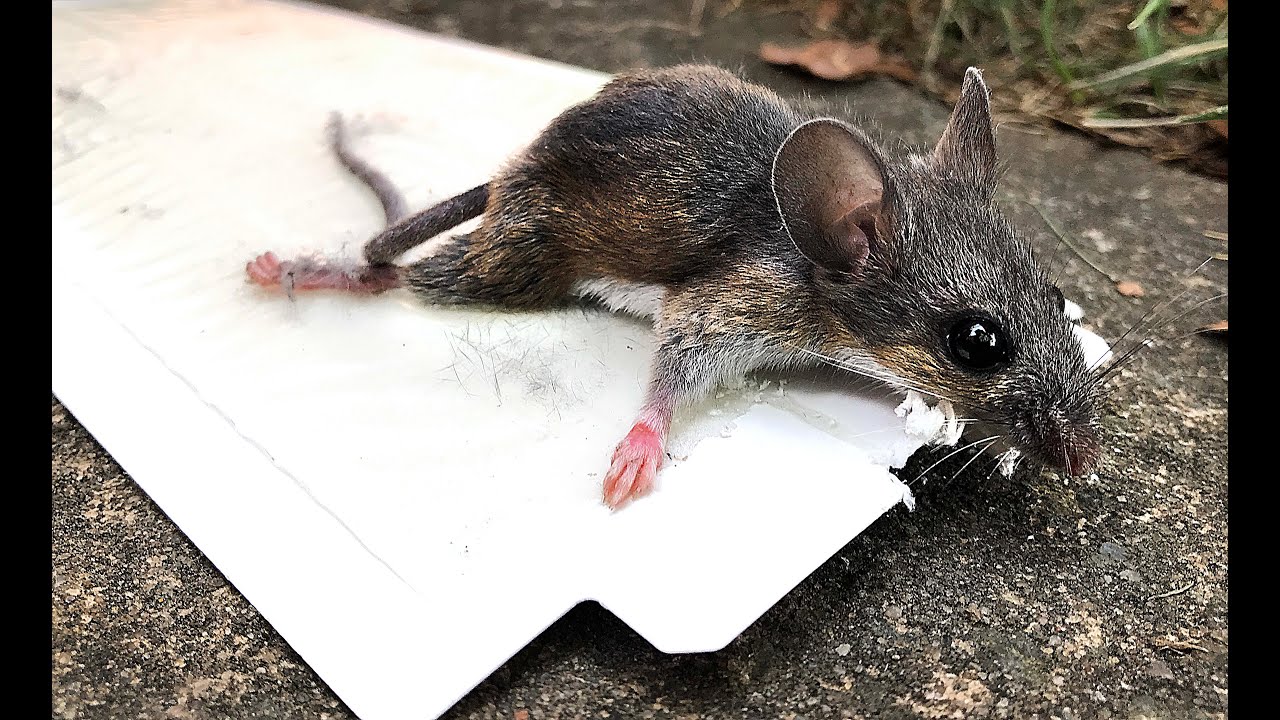 How to Remove a Live Mouse from a Sticky Trap (with Pictures)