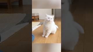 油断してる猫にバリカンを見せたら…! #ポムしま