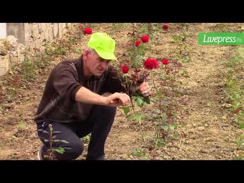 ვარდების სათბური