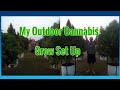 Getting my outdoor cannabis grow ready and how to set up your outdoor cannabis grow