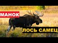 🔊ЗВУК (ГОЛОС) ЛОСЬ 1