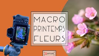 VLOG Macro photographie : Macro de fleurs de printemps (TRUCS et ASTUCES)