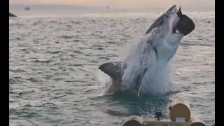 Record-breaking shark breach caught on camera: ‘The photo you dream of’