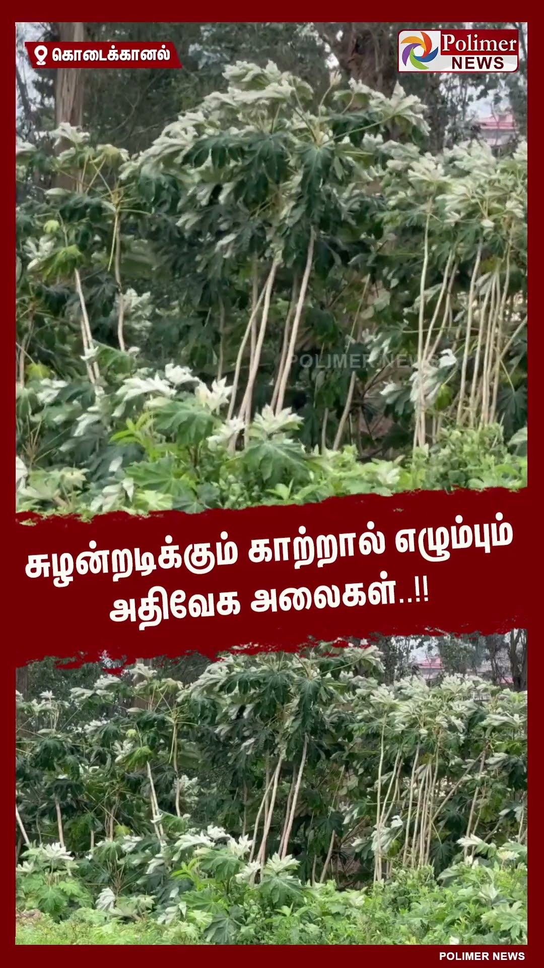 சுழன்றடிக்கும் காற்றால் எழும்பும் அதிவேக அலைகள்..!!  #shorts