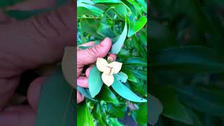 ក្លិនក្រអូបណាស់ផ្ការំដួល|Rumdul #flowers #rumduol #fyp #blossom This song credit to the owner.