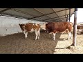 Bulls and cows in farm #part 8 - Daily Farming 2019