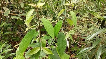 Cây thuốc trị nóng gan, tăng men gan, viêm gan, của người dân tộc Dao.