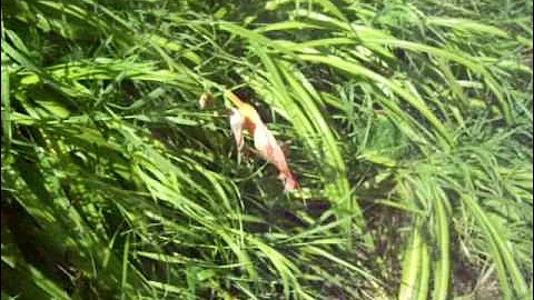 Nancy Today: Stringing daylily flowers to dry (daylilies 5) ASMR 'Sounds of Nature'