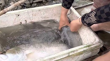 Đẳng cấp kích cá da trơn thế hệ mới. Cá chẻm nổi như phao.0985802199