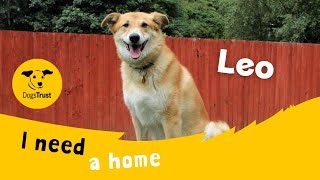 Leo The Lovely Crossbreed Dogs Trust Merseyside