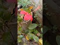 🌺❤️