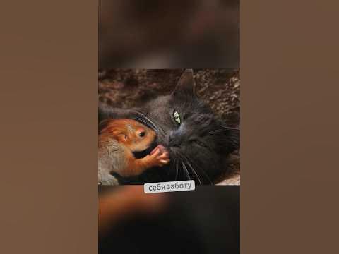 Чужих детей не бывает ️ #shorts - YouTube