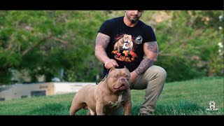 💥 GR CH APOLO  💥 - American Bully